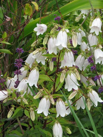 КОЛОКОЛЬЧИК ТАКЕСИМАНА   сорт  БЕЛЛС (Campanula punctata “BELLS”)  ЗАКОНЧИЛСЯ